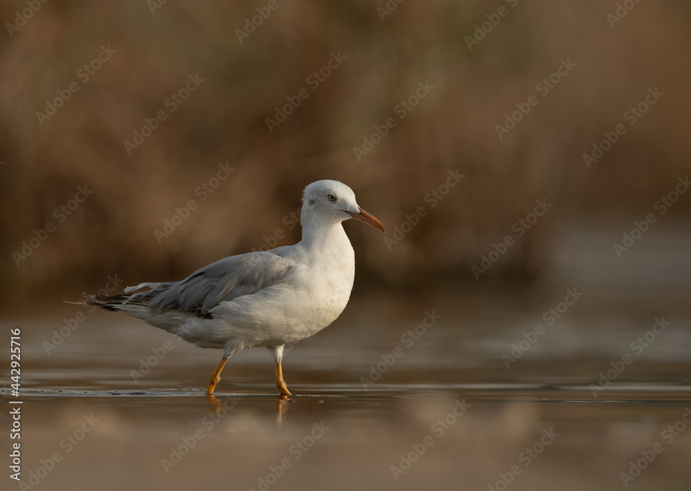 Slender-billed gull at Asker marsh, Bahrain Slender-billed gull at Asker marsh, Bahrain