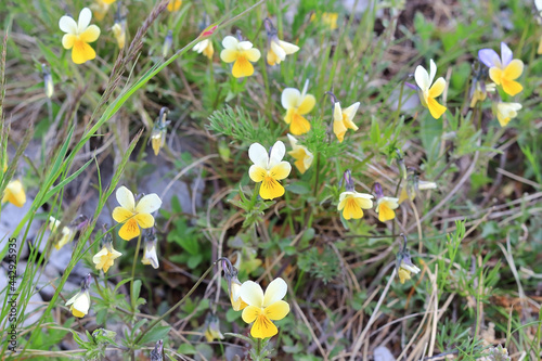 wild pansy flowers in the grass in spring
