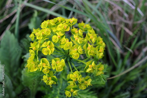 closeup of wild cypress spurge in the grass on Rtanj mountain in Serbia