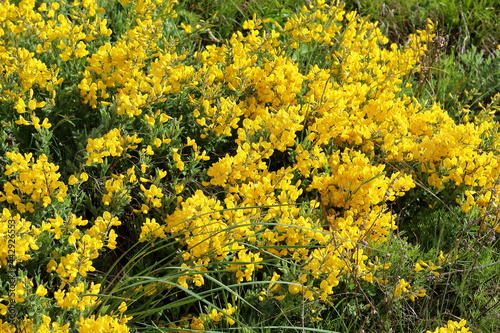 wild yellow flowers in spring