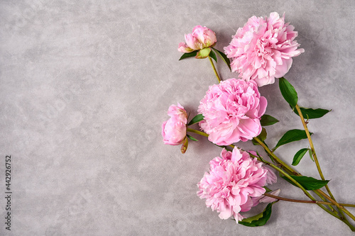 Pink peonies on grey background  copy space. top view