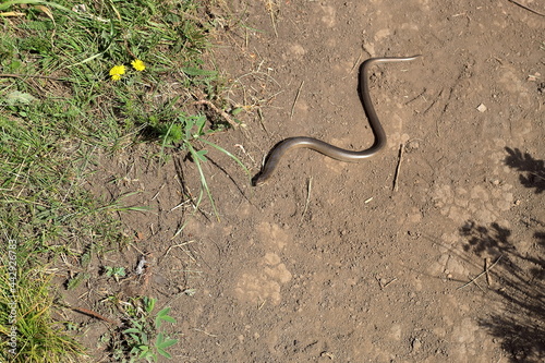 small snake on the ground