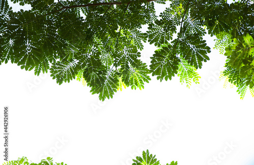 Nature leafs green earth on white background on frame and season change