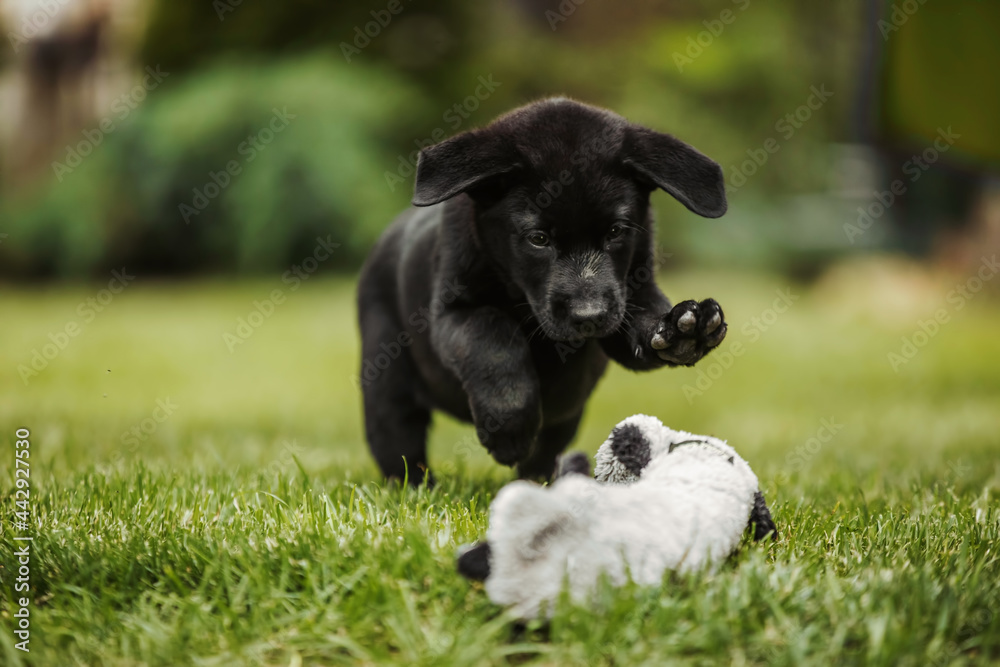 Happy dog playing on grass black puppy labrador