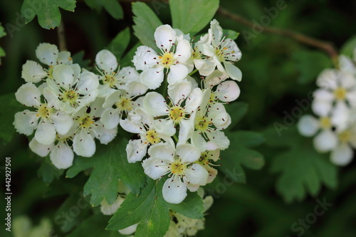 closeup of hawthorn white blossom with blurry greenery in the background in spring