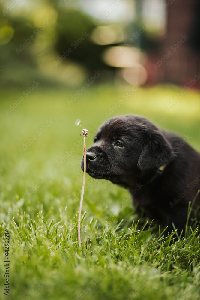 Labrador puppy with flower curious black dog 