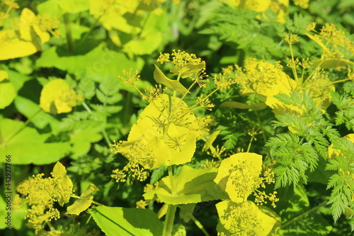 closeup of smyrnium perfoliatum