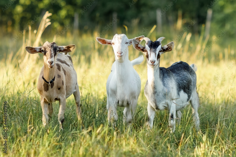 Three, brown, white and gray goats stand in a summer meadow with long bends and look at us Three, brown, white and gray goats stand in a summer meadow with long bends and look at us