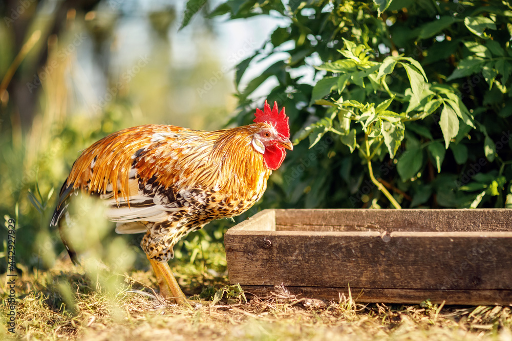 Fototapeta premium On a hot summer day, a small cock came to check on a trough of food