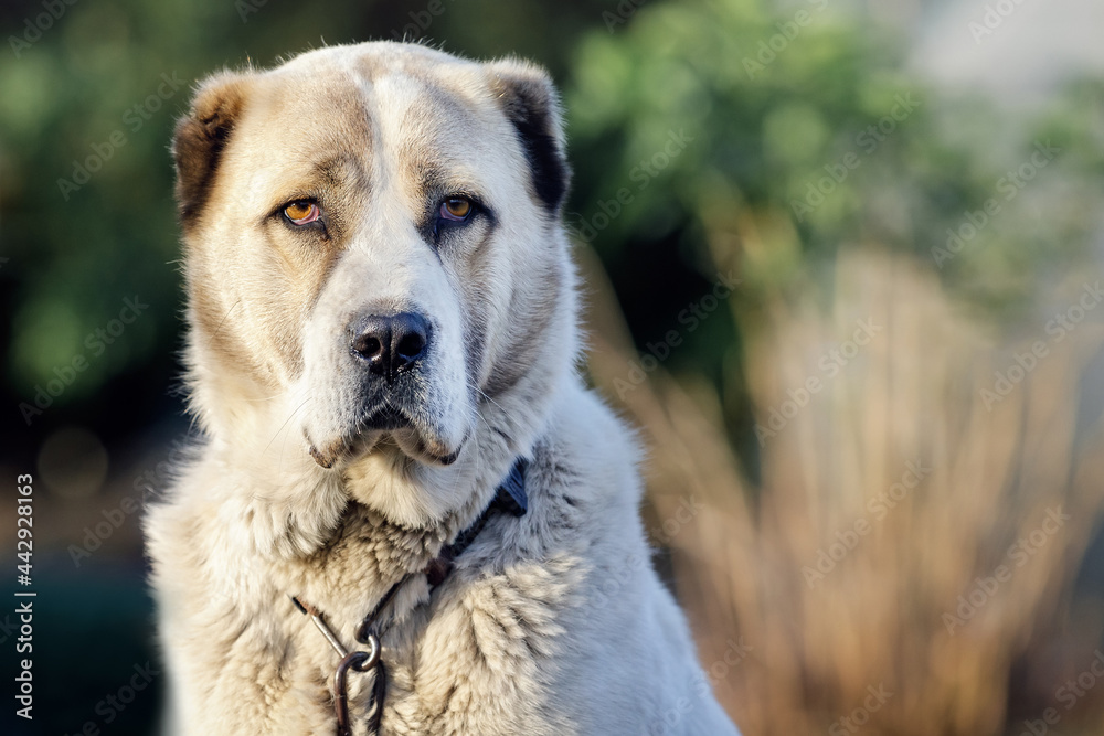 Portrait of asian shepherd dog looking straight at the camera. Portrait of asian shepherd dog looking straight at the camera.