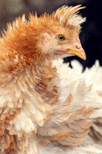 Horizontal photo, close-up profile portrait of nice fluffy feathers hen with tuft © Linas T