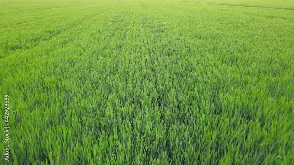 field of young green wheat growing in summer. flight over a field and spikelets of green wheat field of young green wheat growing in summer. flight over a field and spikelets of green wheat