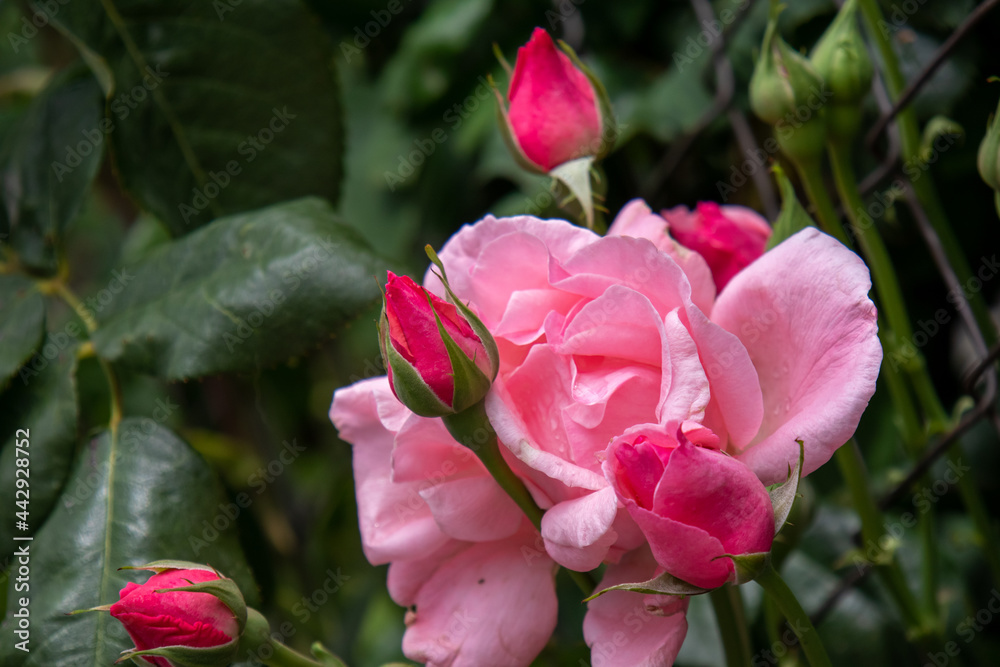 Beautiful pink rose and various rosebuds.