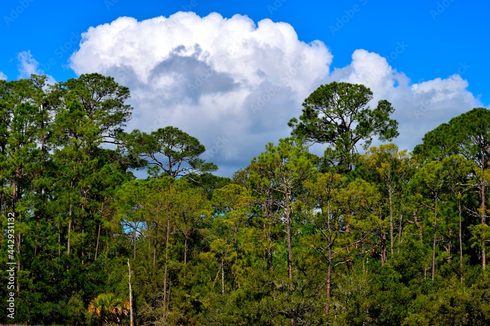 Vibrant colors of Florida marshland landscape background.