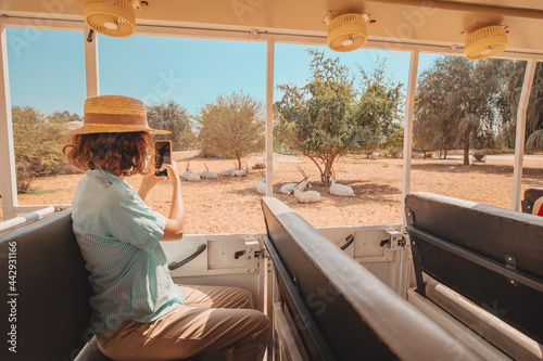 Photography A woman travels in a safari car takes photos and videos of resting near the road