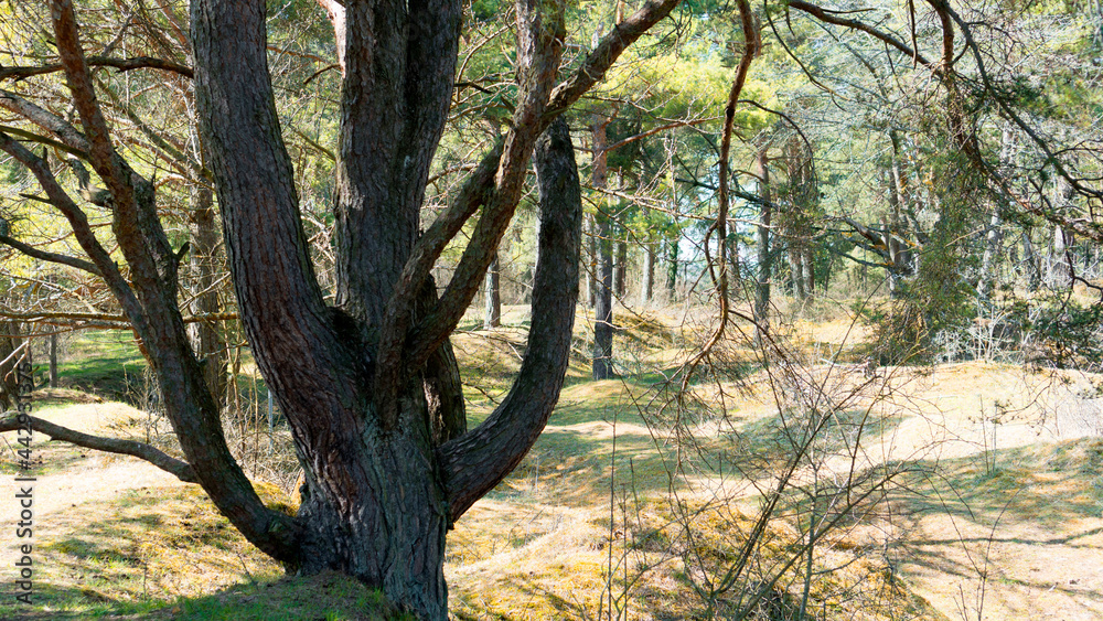 Verzweigter Baum