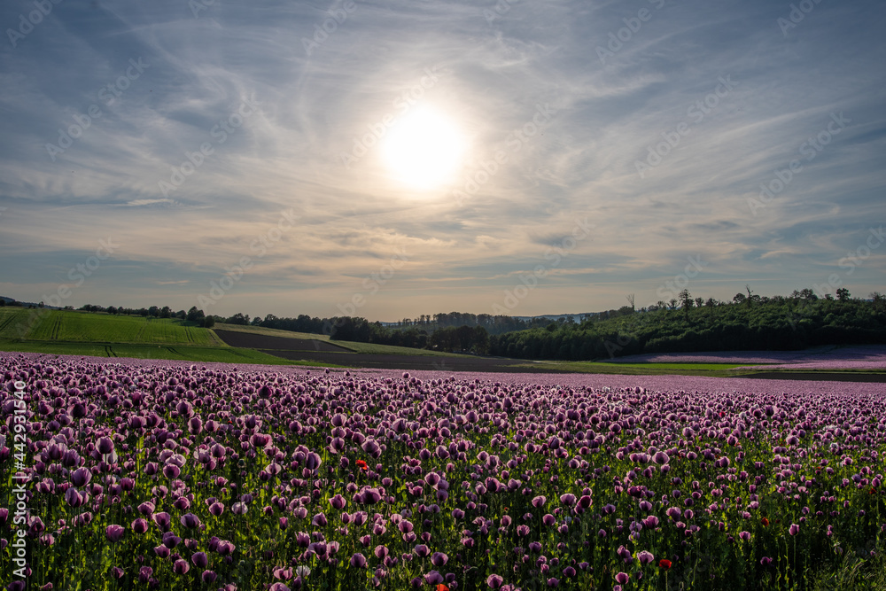 poppy flowers field in sunshine poppy flowers field in sunshine