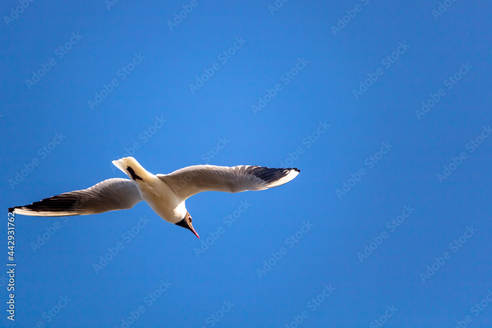Obraz premium Close up of black-headed gull flying in clear blue sky, Essex coast, England, UK