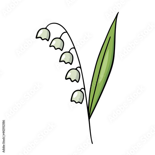 Cute floral element. Color vector illustration. Lily of valley.