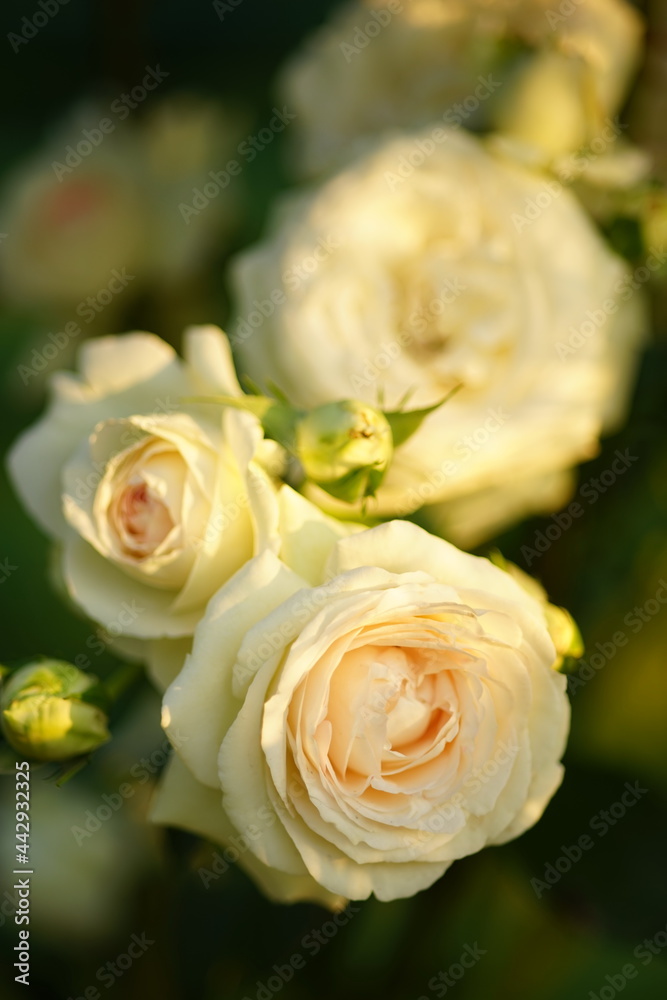 White with pale pink roses grow in the sunny summer garden. White with pale pink roses grow in the sunny summer garden.