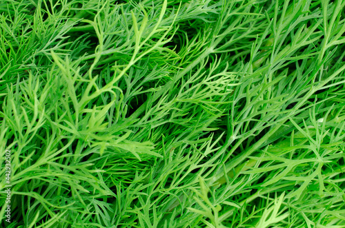 Fresh green dill, close-up, background, top view. Anethum graveolens. Bunch of dill for the background, close-up. Background from green dill leaves, close-up, top view. Fresh green dill texture.