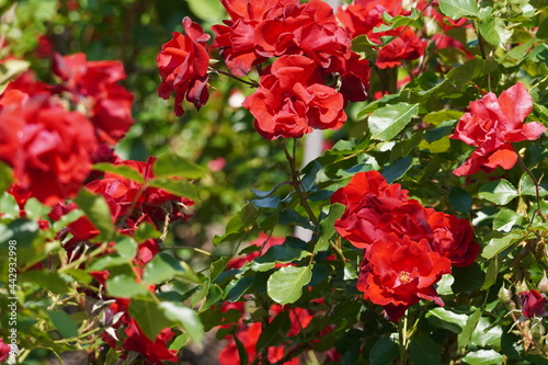 赤いバラの花 夏イメージ