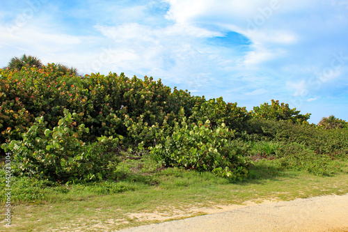 Fototapeta Naklejka Na Ścianę i Meble -  Beach vegetation