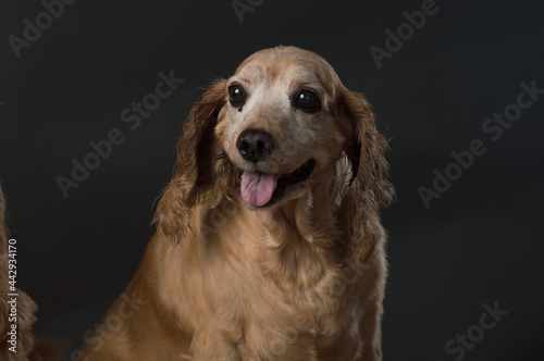 Cocker Spaniel