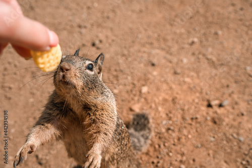 California ground squirrel on the coast