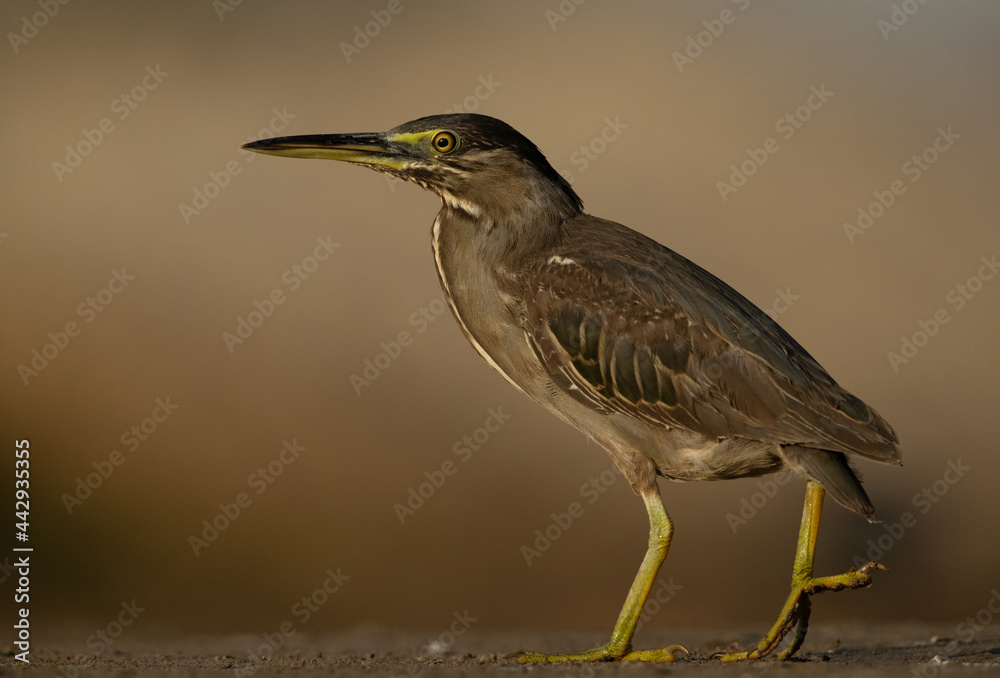 Obraz premium Portrait of a Striated Heron at Asker marsh of Bahrain