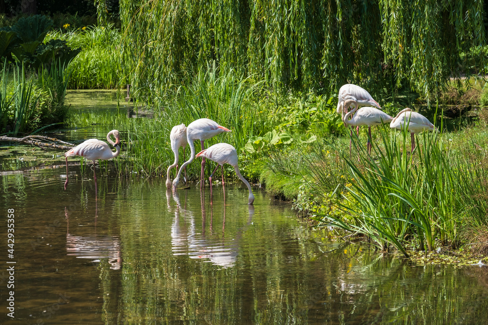 A group of flamingos is standing by a pond in a park A group of flamingos is standing by a pond in a park