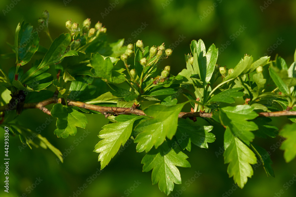 Knospen des Eingriffeligen Weißdorn Knospen des Eingriffeligen Weißdorn