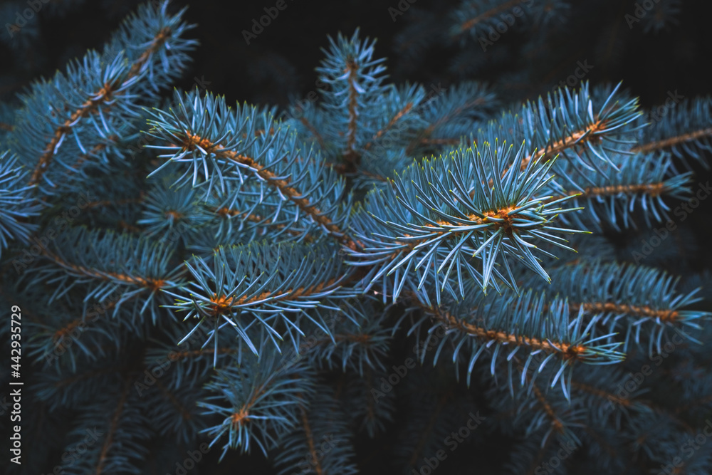 Blue spruce branch nature evergreen coniferous trees.