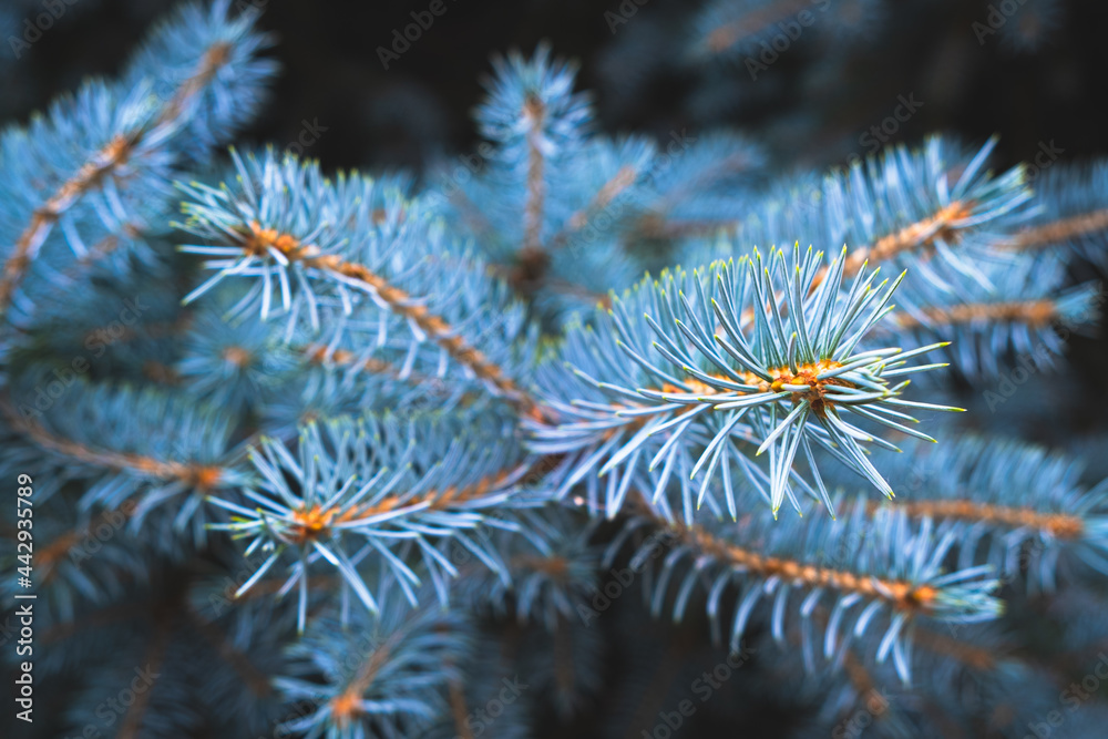 Blue spruce branch nature evergreen coniferous trees. Blue spruce branch nature evergreen coniferous trees.