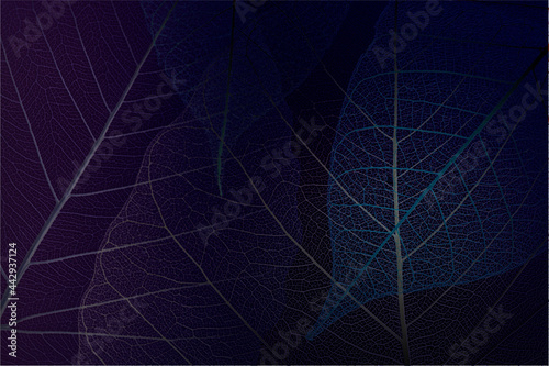 Beautiful Leaf veins texture, Abstract autumn background of Skeleton leaves dark blue 