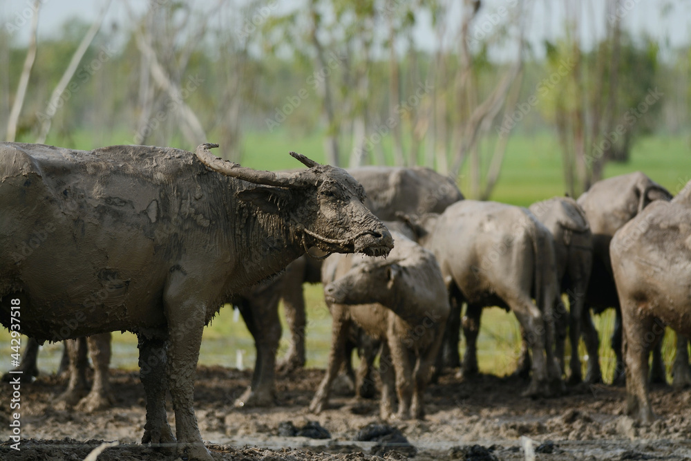 Naklejka premium Buffalo had been wallowing in a muddy pool. Buffalo was covered in mud and the flies were about it.