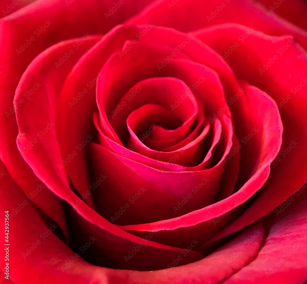 Closeup of red rose flower petals. Natural soft background. Closeup of red rose flower petals. Natural soft background.