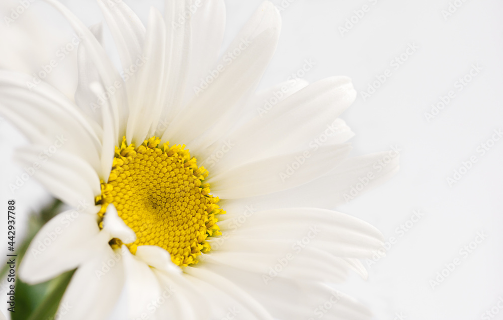 Big white chamomile (daisy), photo with place for text Big white chamomile (daisy), photo with place for text
