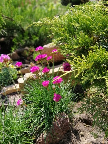 Tiny pink flowering Armeria on a stony garden Alpine slide among other dwarf plants and Coniferous Thuja on a Sunny summer day. Flower desktop Wallpaper