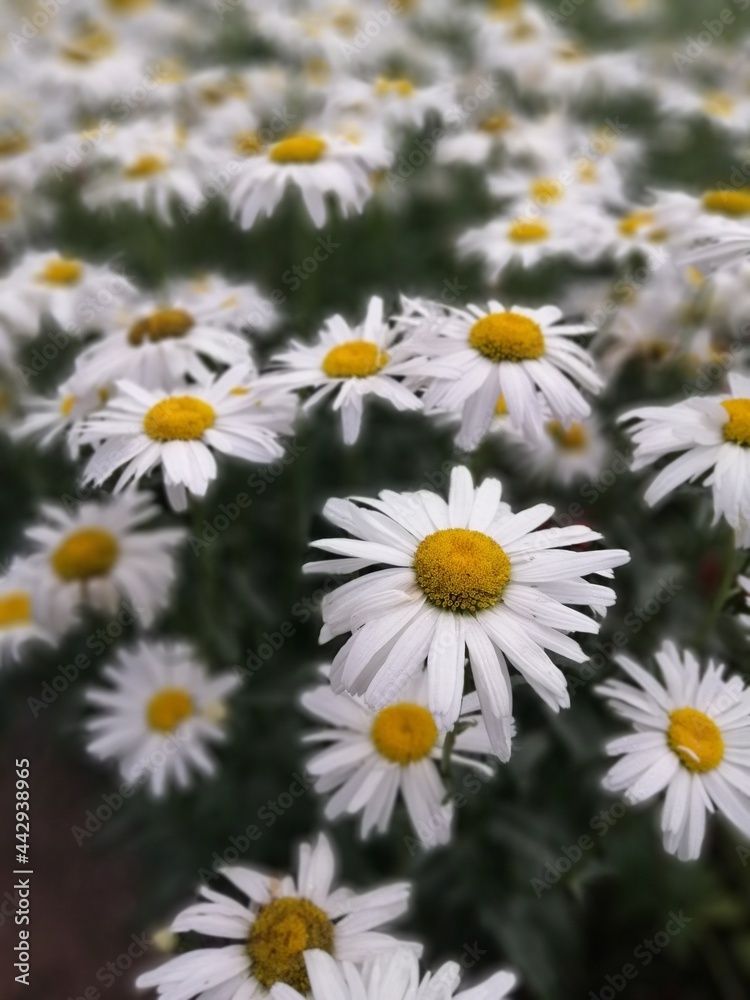 Beautiful white Leucanthemum or Nivanik flowers or Leucanthemum superbum with a yellow center and white petals similar to daisies on background. Floral wallpaper Beautiful white Leucanthemum or Nivanik flowers or Leucanthemum superbum with a yellow center and white petals similar to daisies on background. Floral wallpaper
