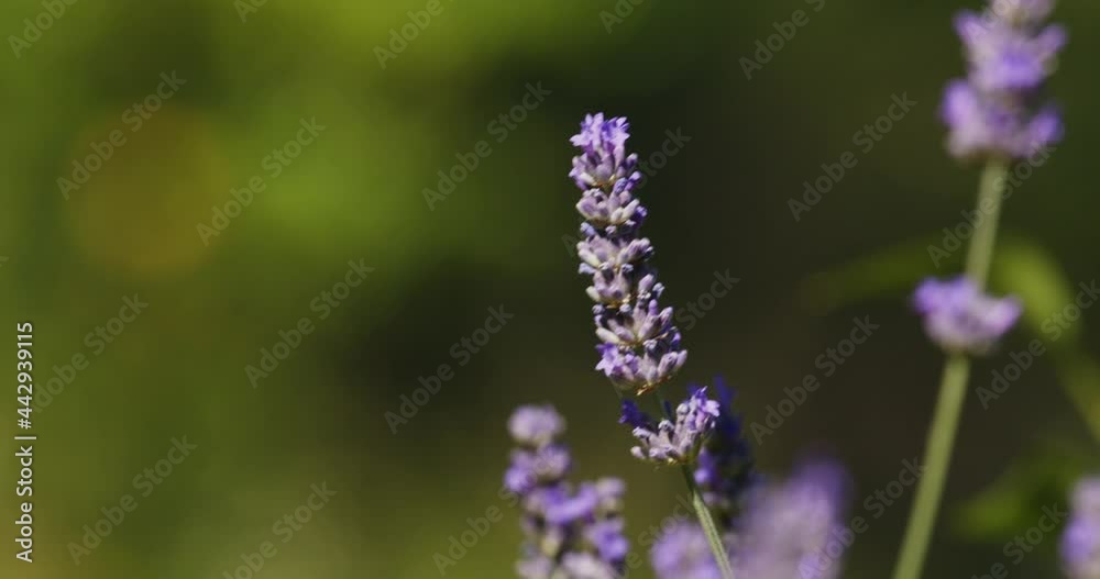 The scarce swallowtail (Iphiclides podalirius) on a lavender flower The scarce swallowtail (Iphiclides podalirius) on a lavender flower