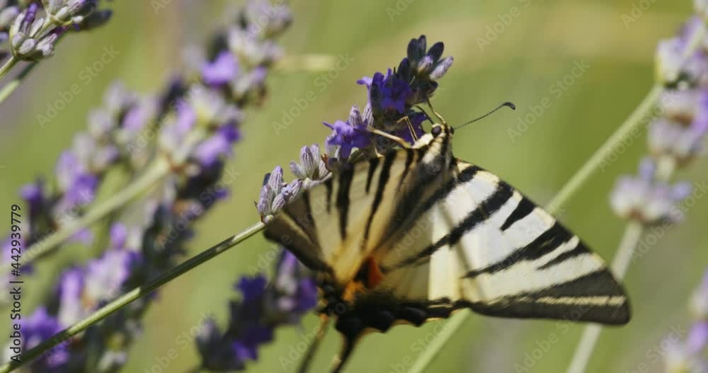 The scarce swallowtail (Iphiclides podalirius) on a lavender flower The scarce swallowtail (Iphiclides podalirius) on a lavender flower