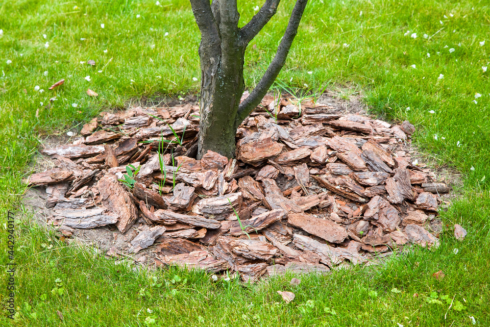 Mulch from the bark of tree around the growing tree trunk bushes on green lawn, landscaping of growth backyard garden on grass close-up, nobody. Mulch from the bark of tree around the growing tree trunk bushes on green lawn, landscaping of growth backyard garden on grass close-up, nobody.