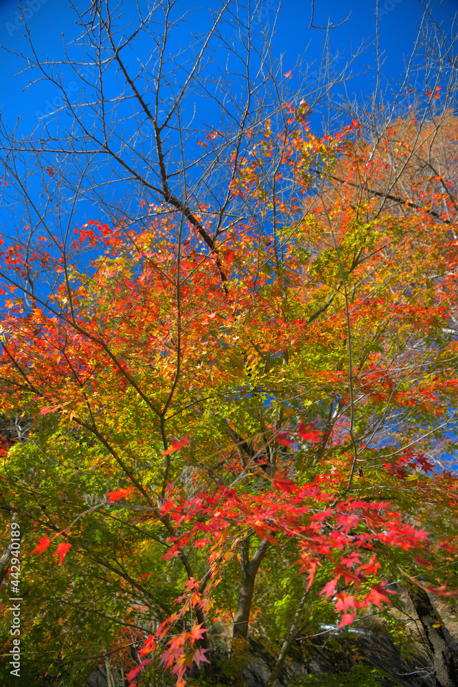 赤く色付き始める紅葉