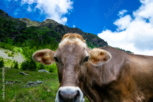cow in the mountains © Franziska Brueckmann