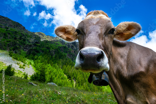 cow in the mountains © Franziska Brueckmann
