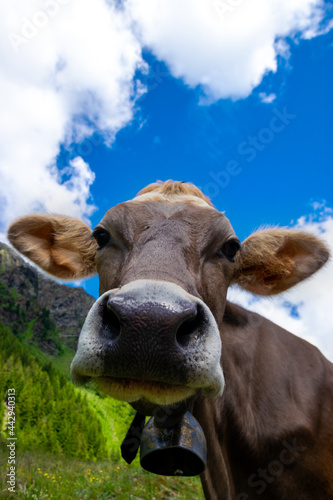 cow in the mountains
