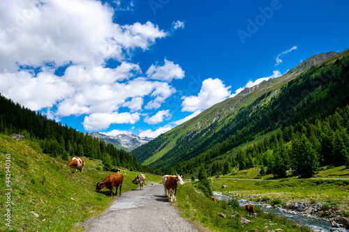 alpin scenery with cows during summer (Montafon, Austria)
