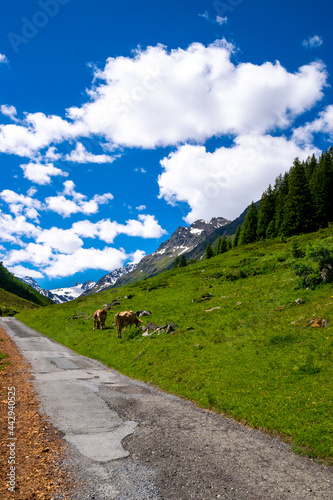 alpin scenery with cows during summer (Montafon, Austria)
