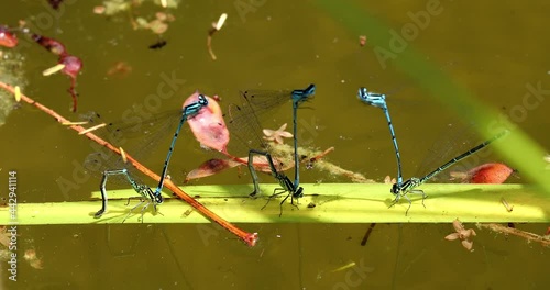 Four Pairs Of Azure Damselfly (Coenagrion Puella) Mating, Perched On Grass Stem. Close Up View Macro Shot - DCi 4K Resolution
